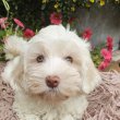 Minőségi Bichon Havanese cukiságok