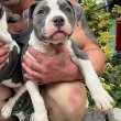 American Pocket Bully kölykök