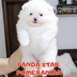 PURE BLOOD POMERANIANS