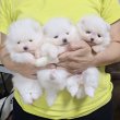 PURE BLOOD POMERANIANS