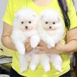 PURE BLOOD POMERANIANS