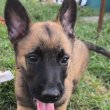 Malinois belga juhászkutya kölykök