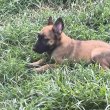 Malinois belga juhászkutya kölykök