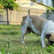 Francia bulldog szuka