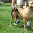 Boerboel dél-afrikai masztiff kölykök