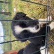 Nyolc hetes border collie szuka kiskutya 