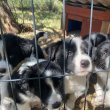 Nyolc hetes border collie szuka kiskutya 