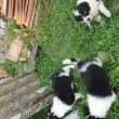 Border collie fajtatisztaj jellegű kiskutyák