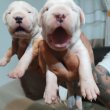 Dogo Argentino, kölykök