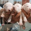 Dogo Argentino, kölykök