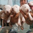 Dogo Argentino, kölykök