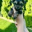 Mini Yorkie kislányok