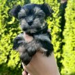 Mini Yorkie kislányok