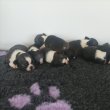 Boston terrier kennel