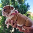 Angol bulldog