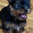 Mini Yorkie