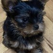 Mini Yorkie