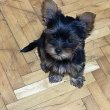 Mini Yorkie