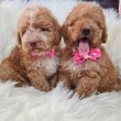 Labradoodle kölykök F1B