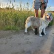 Eladó törzskönyves szuka red merle border collie 