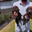 Labrador retriever, csokoládé alom