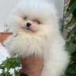 Pomeranian dogs