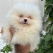 Pomeranian dogs