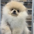 Pomeranians from imported parents