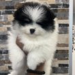 Pomeranians from imported parents