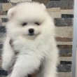 Pomeranians from imported parents