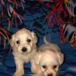 Maltese dogs