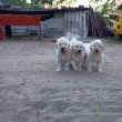 Komondor kölykök