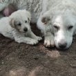 Kuvasz fajta jellegű kutyusok