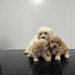 Maltipoo puppies