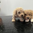 Maltipoo puppies