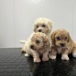 Maltipoo puppies