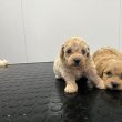 Maltipoo puppies