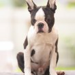 Boston terrier Gyönyörű kiskutyák eladók