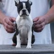 Boston terrier Gyönyörű kiskutyák eladók