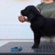 Flat coated retriever kölykök