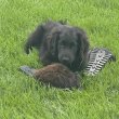 Flat coated retriever kölykök