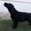 Flat coated retriever kölykök