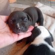 Amerikai staffordshire terrier kölykök