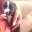 Amerikai staffordshire terrier kölykök