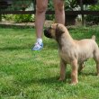 South african Mastif, Boerboel