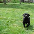 South african Mastif, Boerboel