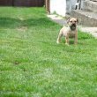 South african Mastif, Boerboel