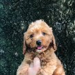 Cavapoo +36209877091