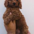 Cavapoo +36209877091