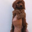 Cavapoo +36209877091